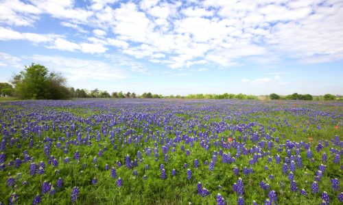 Insurance Claim Hero: Waco’s Trusted Ally in Public Adjusting